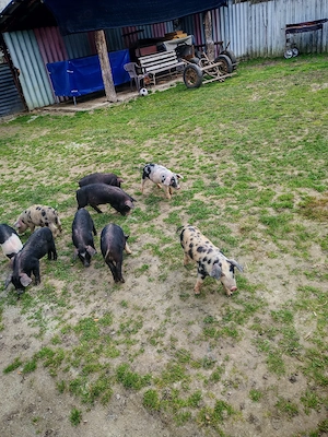 Vand purcei de 8 săptămâni  - imagine 4