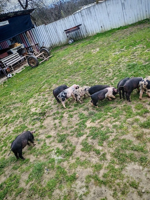 Vand purcei de 8 săptămâni  - imagine 5