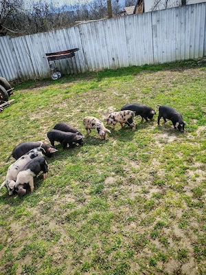 Vand purcei de 8 săptămâni  - imagine 3