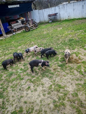 Vand purcei de 8 săptămâni  - imagine 2