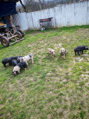 Vand purcei de 8 săptămâni 
