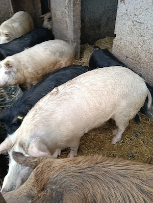 Dau frumuseți sănătoși mancaciosii crescuți bio rase managalita duroc marele alb pietrean  - imagine 2