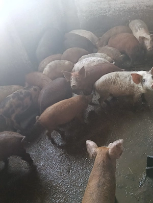 Dau frumuseți sănătoși mancaciosii crescuți bio rase managalita duroc marele alb pietrean  - imagine 4