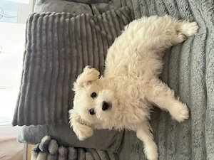  2 cățeluși Bichon masculi își caută familia iubitoare  - imagine 3