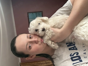  2 cățeluși Bichon masculi își caută familia iubitoare  - imagine 5