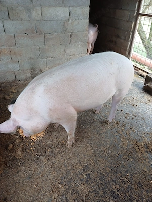 Se vinde purcea  - imagine 2