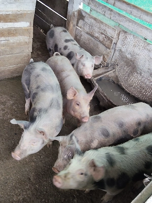 Vând porci durok cu petrean  - imagine 4