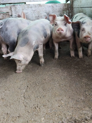 Vând porci durok cu petrean 