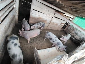 Vând porci durok cu petrean  - imagine 3