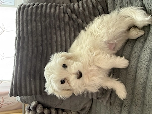  2 cățeluși Bichon Havanez își caută familia iubitoare  - imagine 2