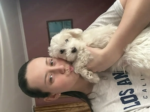  2 cățeluși Bichon Havanez își caută familia iubitoare  - imagine 5