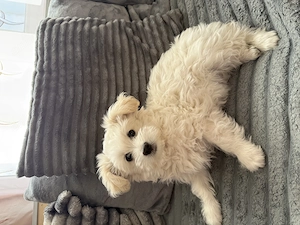  2 cățeluși Bichon Havanez își caută familia iubitoare  - imagine 3