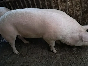 Porc de vanzare