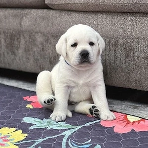 Labrador Retriever 