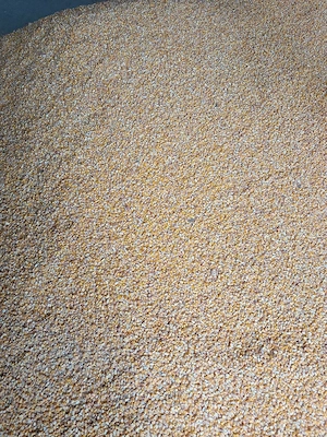 Porumb boabe si Grâu 