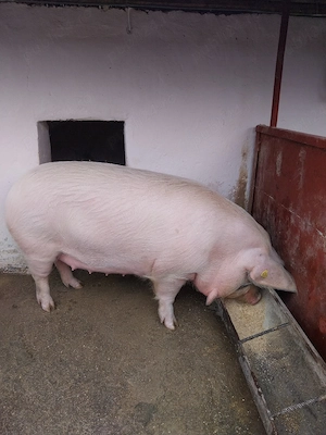 vand scroafa  - imagine 4