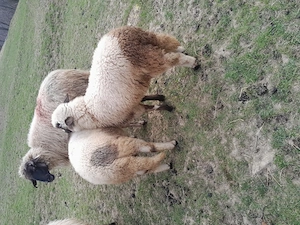 Miei crescuți în gospodărie proprie  - imagine 6