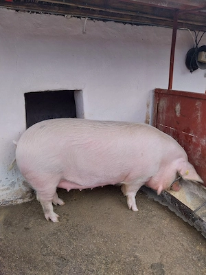 vand scroafa  - imagine 3