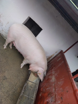 vand scroafa  - imagine 2