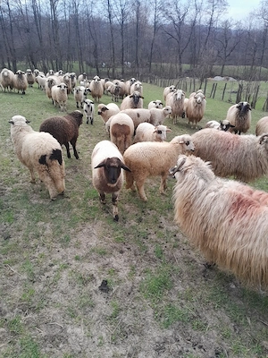 Miei crescuți în gospodărie proprie  - imagine 5