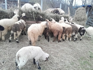 Miei crescuți în gospodărie proprie  - imagine 4