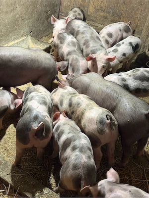 Purcei pietrain! - imagine 3