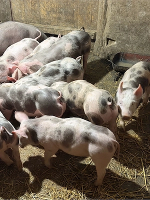 Purcei pietrain! - imagine 2