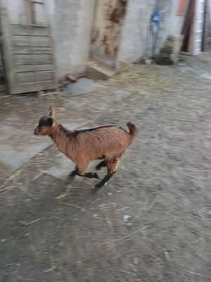 vând trei iezi - imagine 4