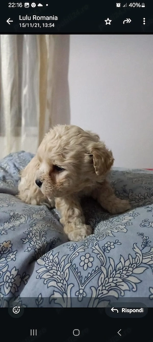 caniche pudel - imagine 2