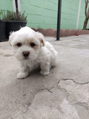 Bishoni drăguți  - imagine 5