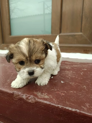 Bishoni drăguți  - imagine 2