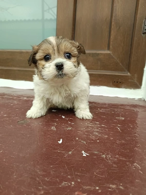 Bishoni drăguți  - imagine 3