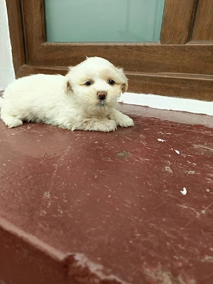 Bishoni drăguți  - imagine 4