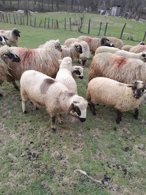 Miei crescuți în gospodărie proprie 