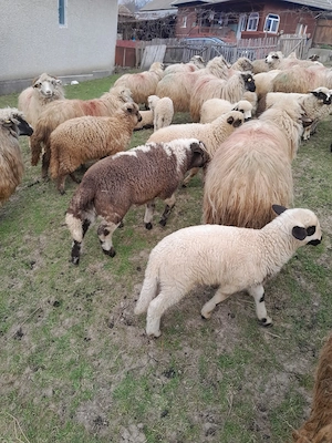 Miei crescuți în gospodărie proprie  - imagine 2