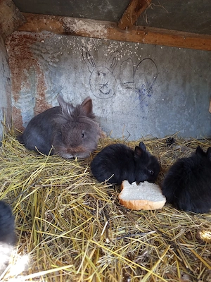 Iepurași cap de leu pitic  - imagine 4