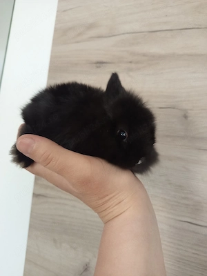 Iepurași cap de leu pitic  - imagine 2