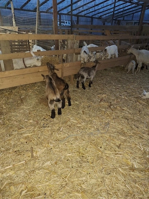 Vand iezi pentru masa de Paste