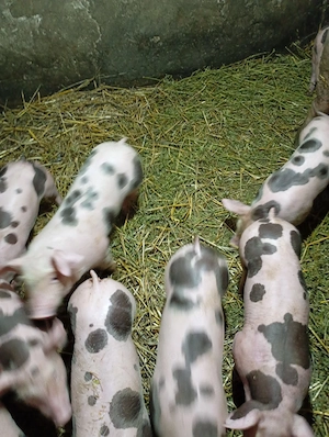 Vând purcei și purcele!! - imagine 3