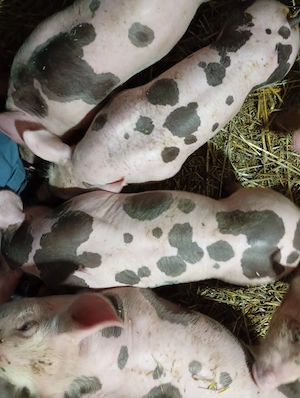 Vând purcei și purcele!! - imagine 2