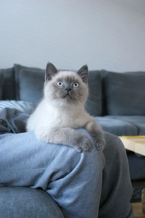 British Color Point  - imagine 3