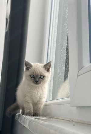 British Color Point  - imagine 2