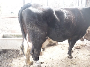 Vand vaca 25-30 litri lapte zi