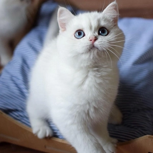Puiuți British Shorthair  - imagine 3