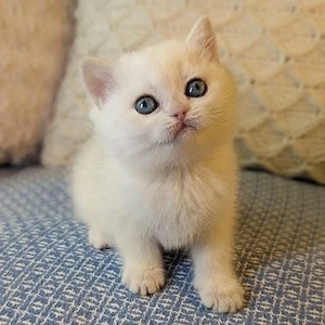 Puiuți British Shorthair  - imagine 2