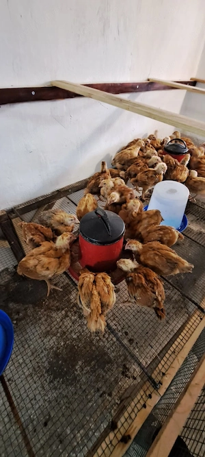 Disponibili pui rasa mixta - imagine 2