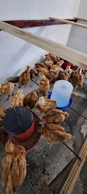 Disponibili pui rasa mixta - imagine 3