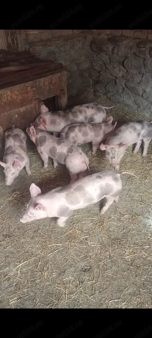 Șoldani Pietrain,10 SĂPTĂMÂNI  - imagine 2