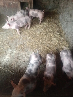 Șoldani Pietrain,10 SĂPTĂMÂNI  - imagine 3