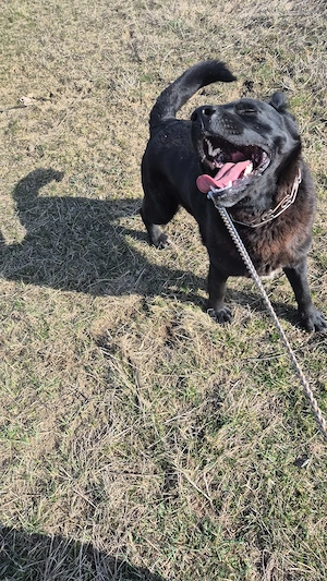 Dau spre vânzare câine labrador - imagine 2